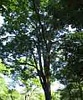     

:        &#80;&#84;&#69;&#82;&#79;&#67;&#65;&#82;&#80;&#85;&#83;&#37;&#50;&#48;&#77;&#65;&#82;&#83;&#85;&.jpg
:        806
:        25.0 
:        20267