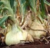     

:        &#109;&#97;&#117;&#105;&#37;&#50;&#48;&#111;&#110;&#105;&#111;&#110;&#46;.jpg
:        590
:        235.3 
:        20268