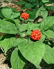     

:        &#80;&#97;&#110;&#97;&#120;&#71;&#105;&#110;&#115;&#101;&#110;&#103;&#46;.jpg
:        929
:        29.3 
:        20272