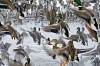     

:        &#49;&#50;&#48;&#53;&#57;&#54;&#46;&#105;&#109;&#103;&#99;&#97;&#99;&#104;&#101;&#46;.jpg
:        237
:        45.7 
:        20581
