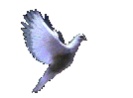 الصورة الرمزية رمز السلام